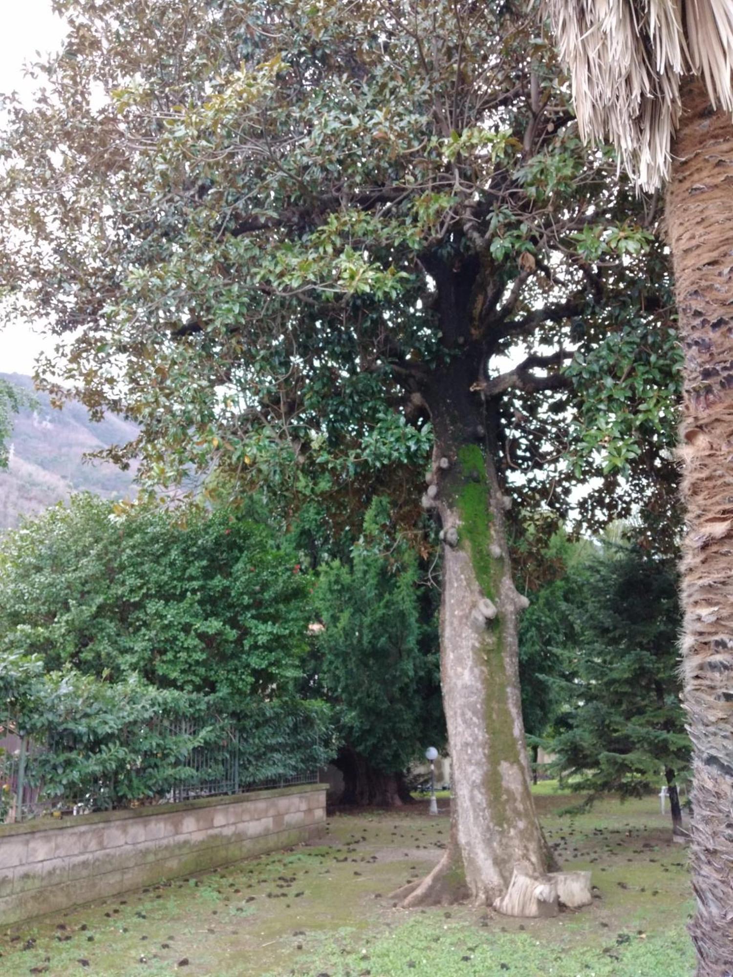 Villa Pellicano -Il Nido カステッランマーレ・ディ・スタービア エクステリア 写真